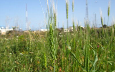 La importancia de los cereales en la alimentación humana, animal y la industria