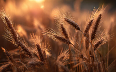 ¿Sabías que…? Curiosidades sobre los cereales