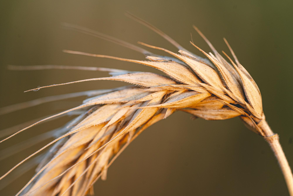 Ciclo de vida del cereal: del grano a la cosecha