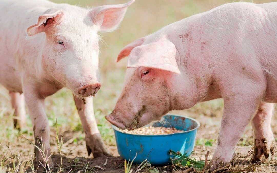 Materias primas ecológicas para alimentación animal