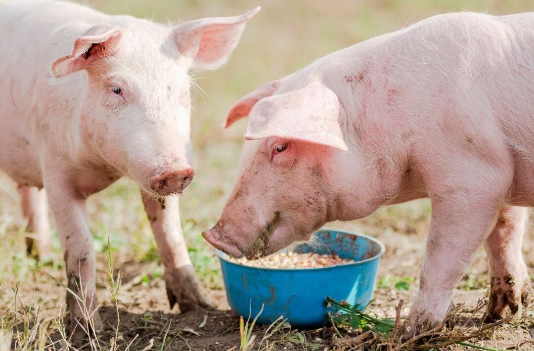 Materias primas ecológicas para alimentación animal
